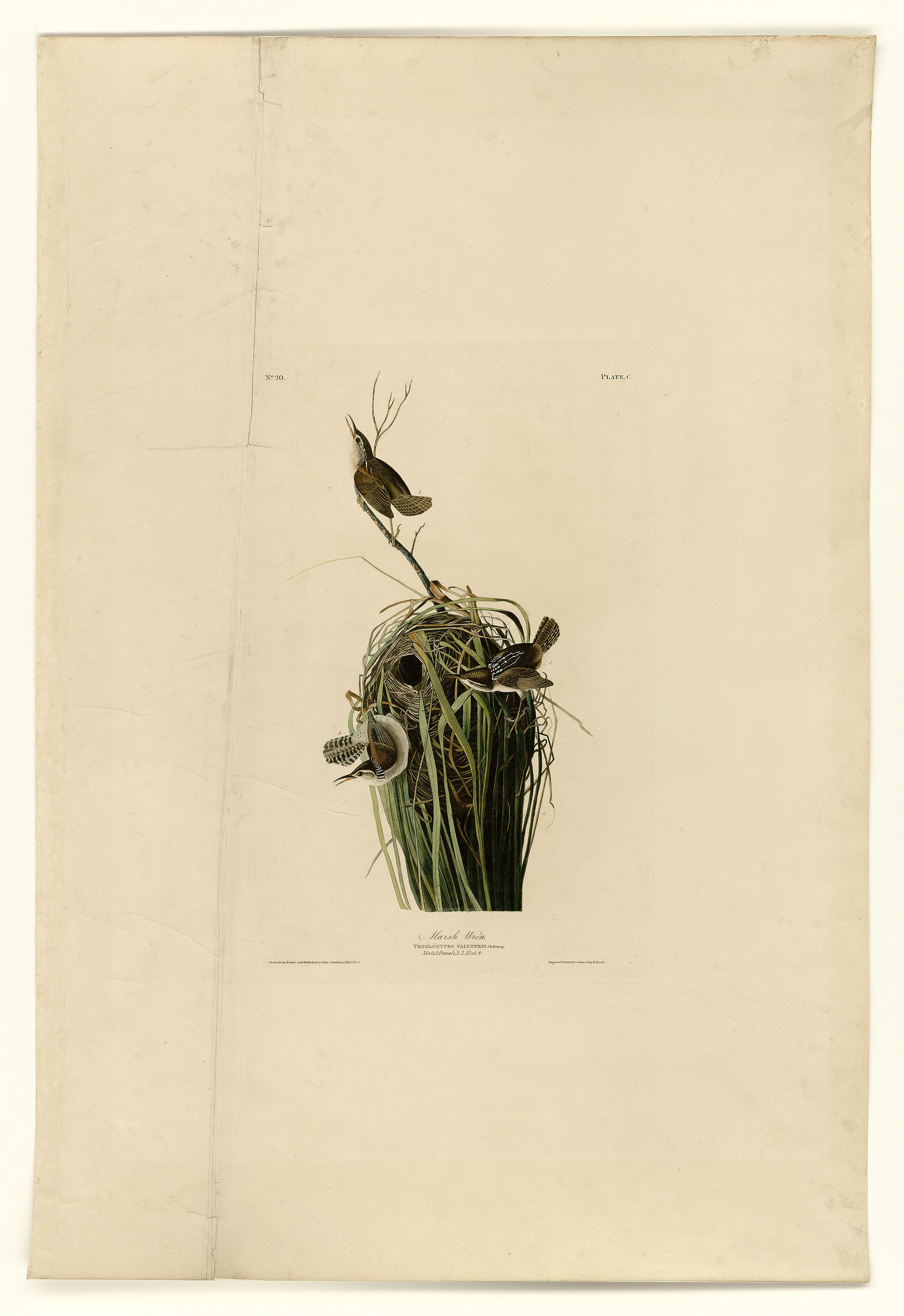 Plate C. Marsh Wren