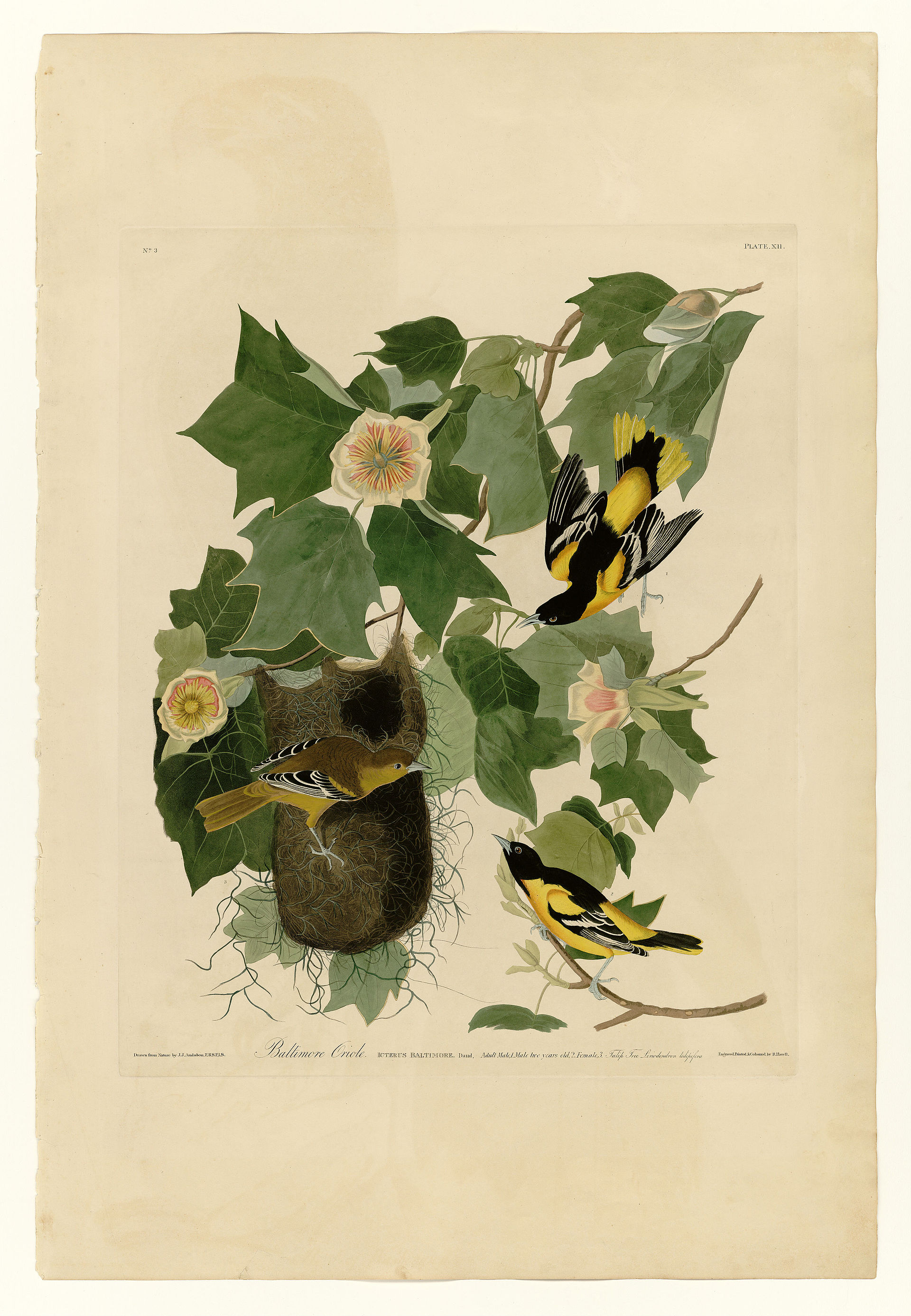 Plate XII. Baltimore Oriole