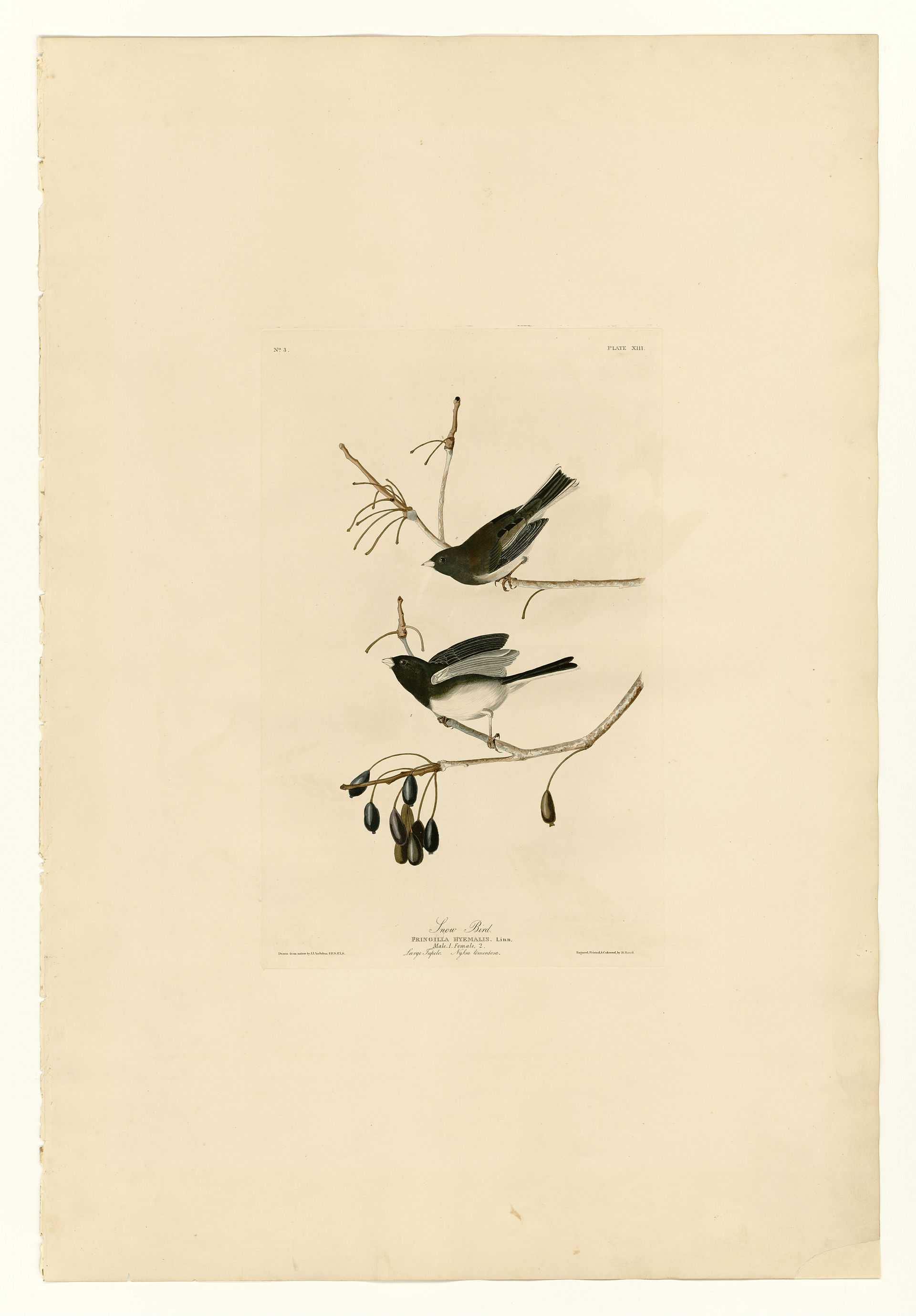 Plate XIII. Snow Bird
