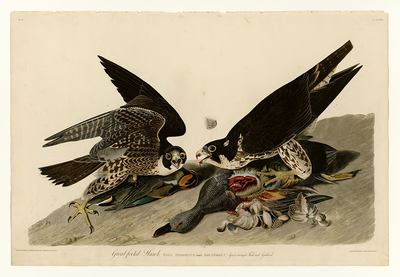 Plate XVI. Great-footed Hawk
