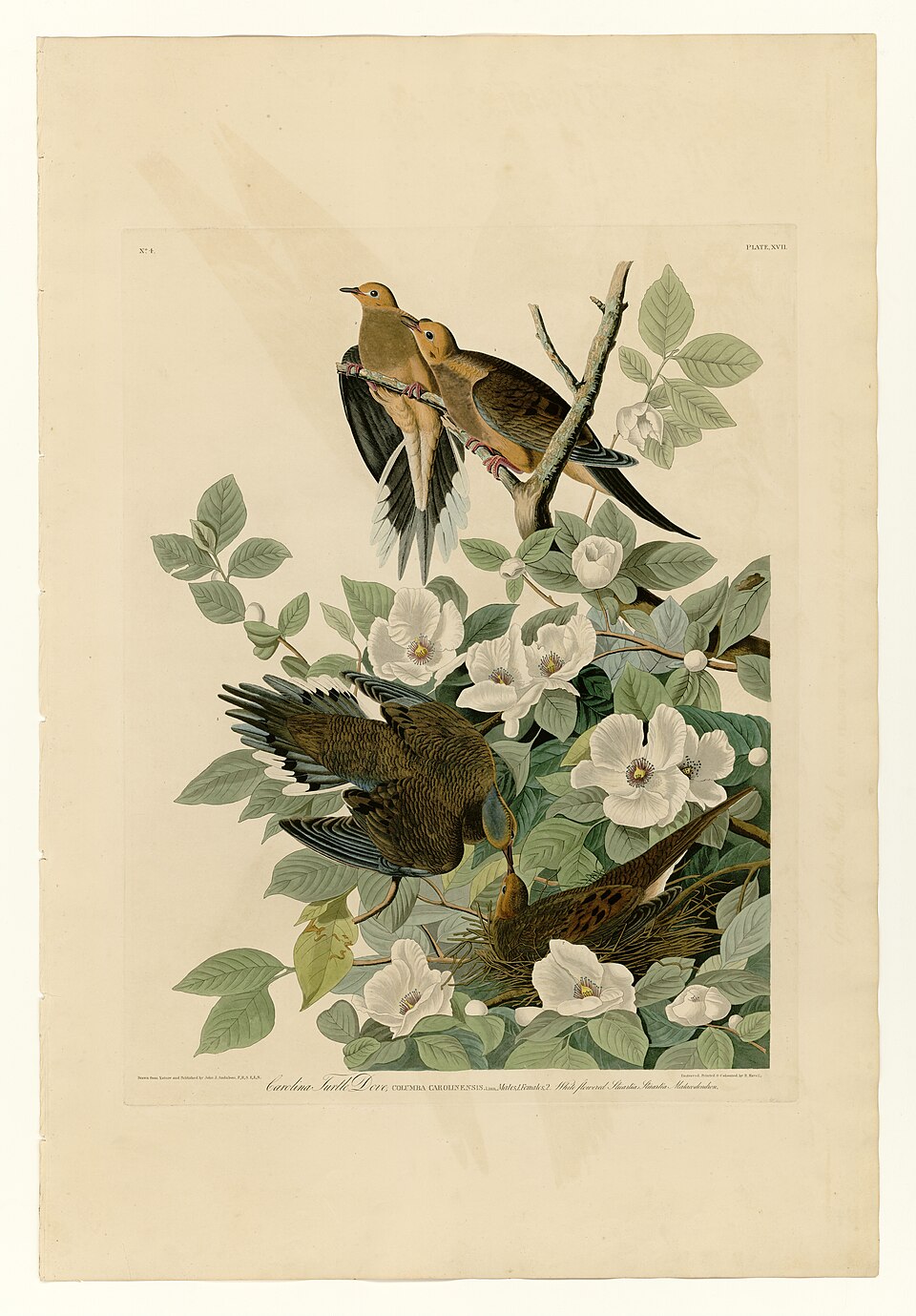 Plate XVII. Carolina Turtle Dove