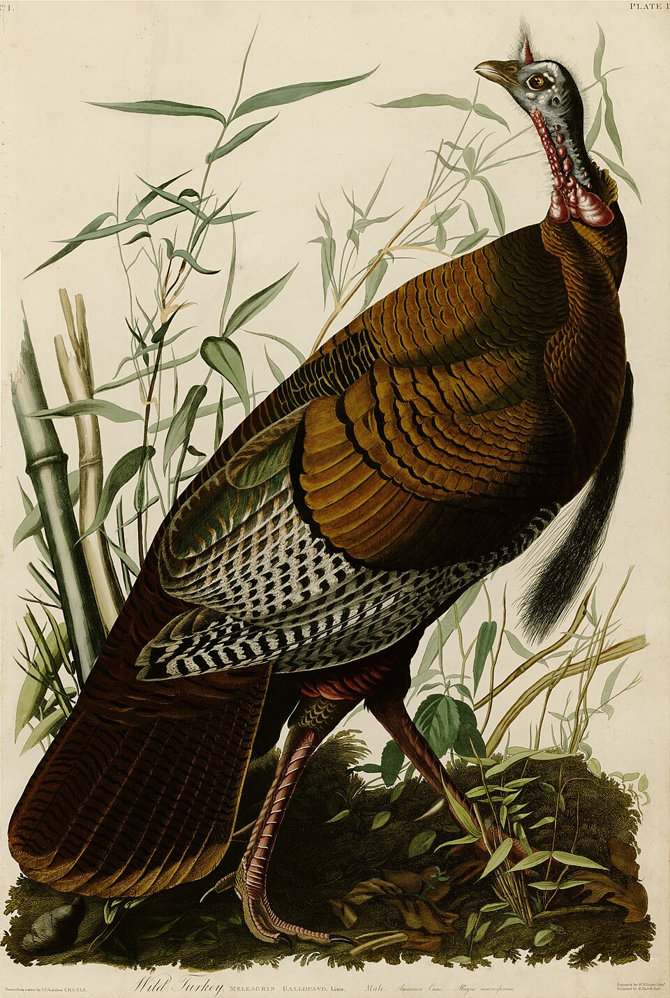The Wild Turkey