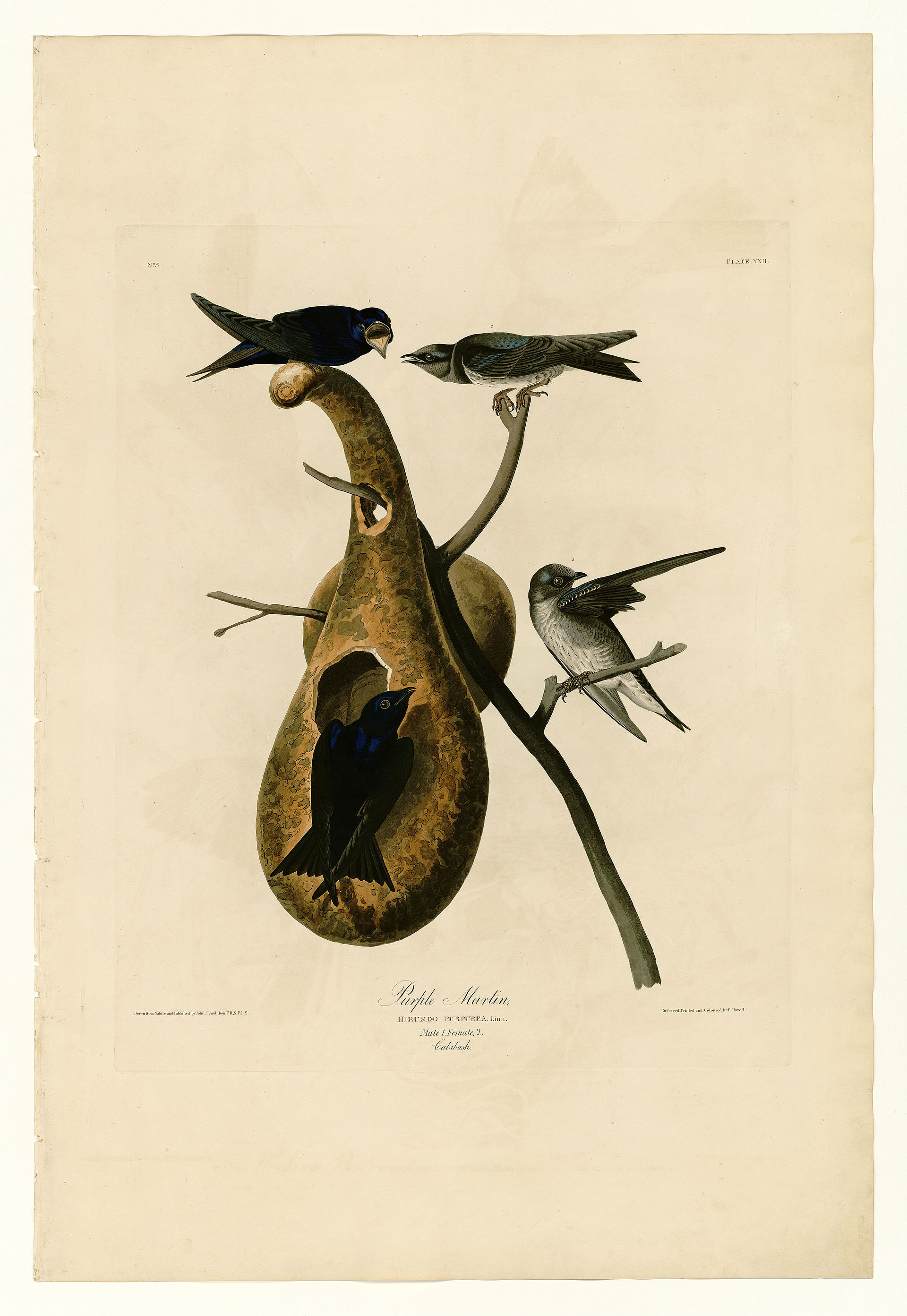 Plate XXII. Purple Martin