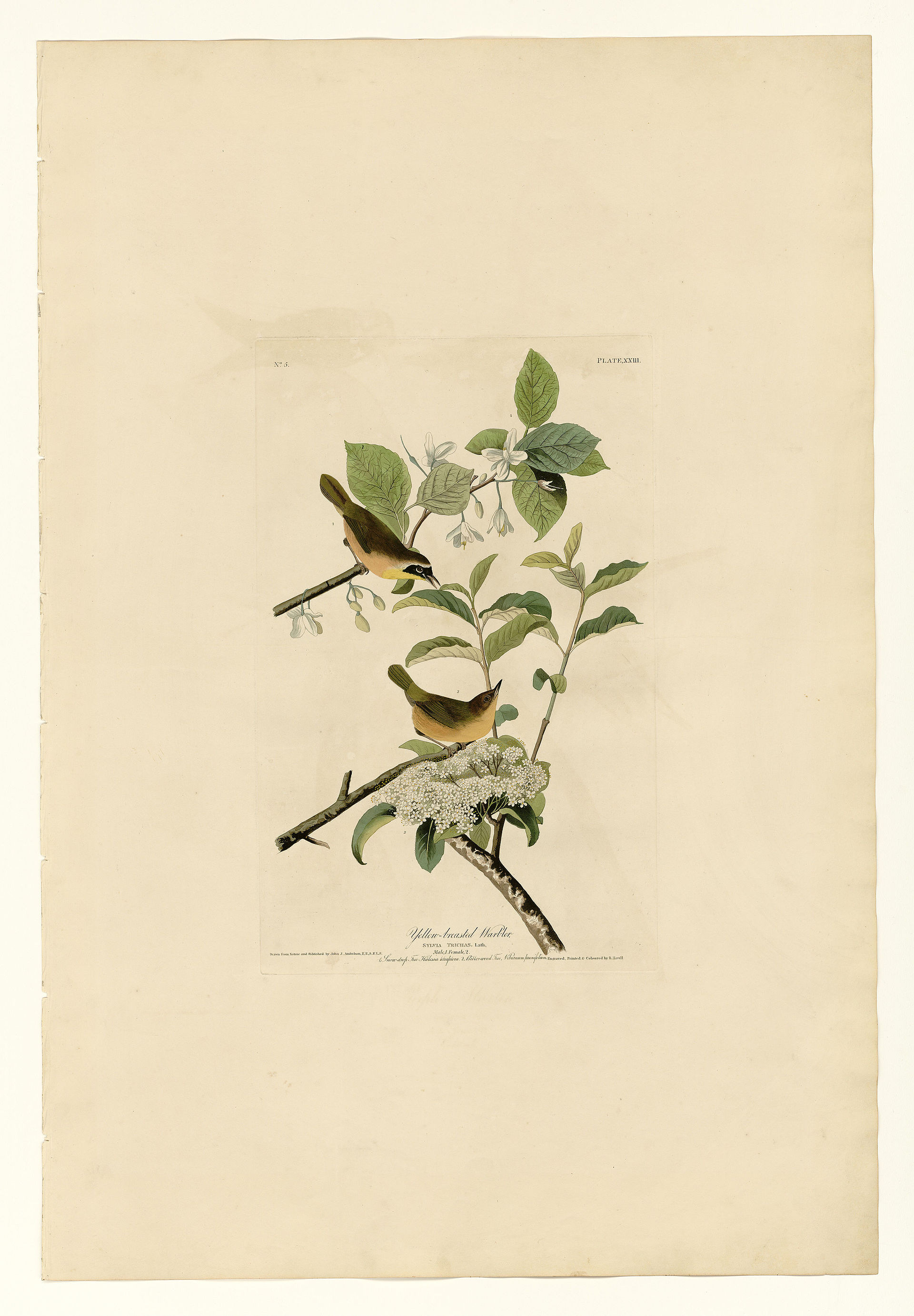 Plate XXIII. Yellow-breasted Warbler