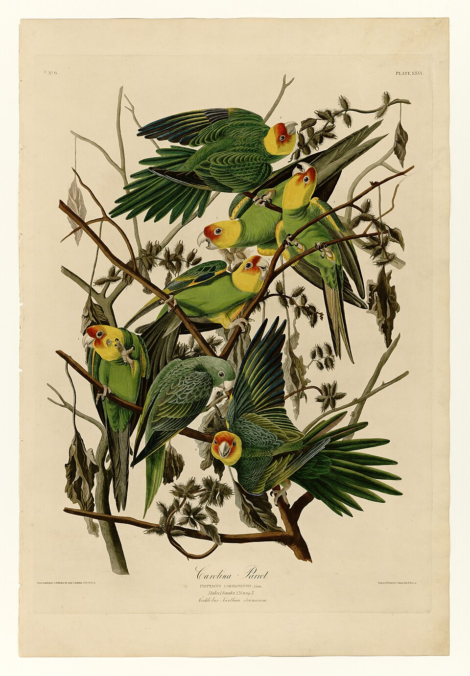 Plate XXVI. Carolina Parrot