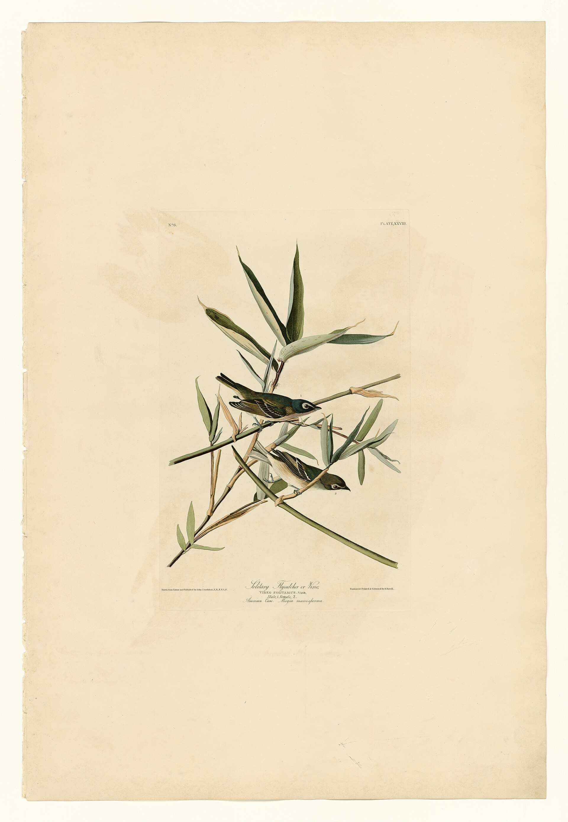 Plate XXVIII. Solitary Flycatcher or Vireo