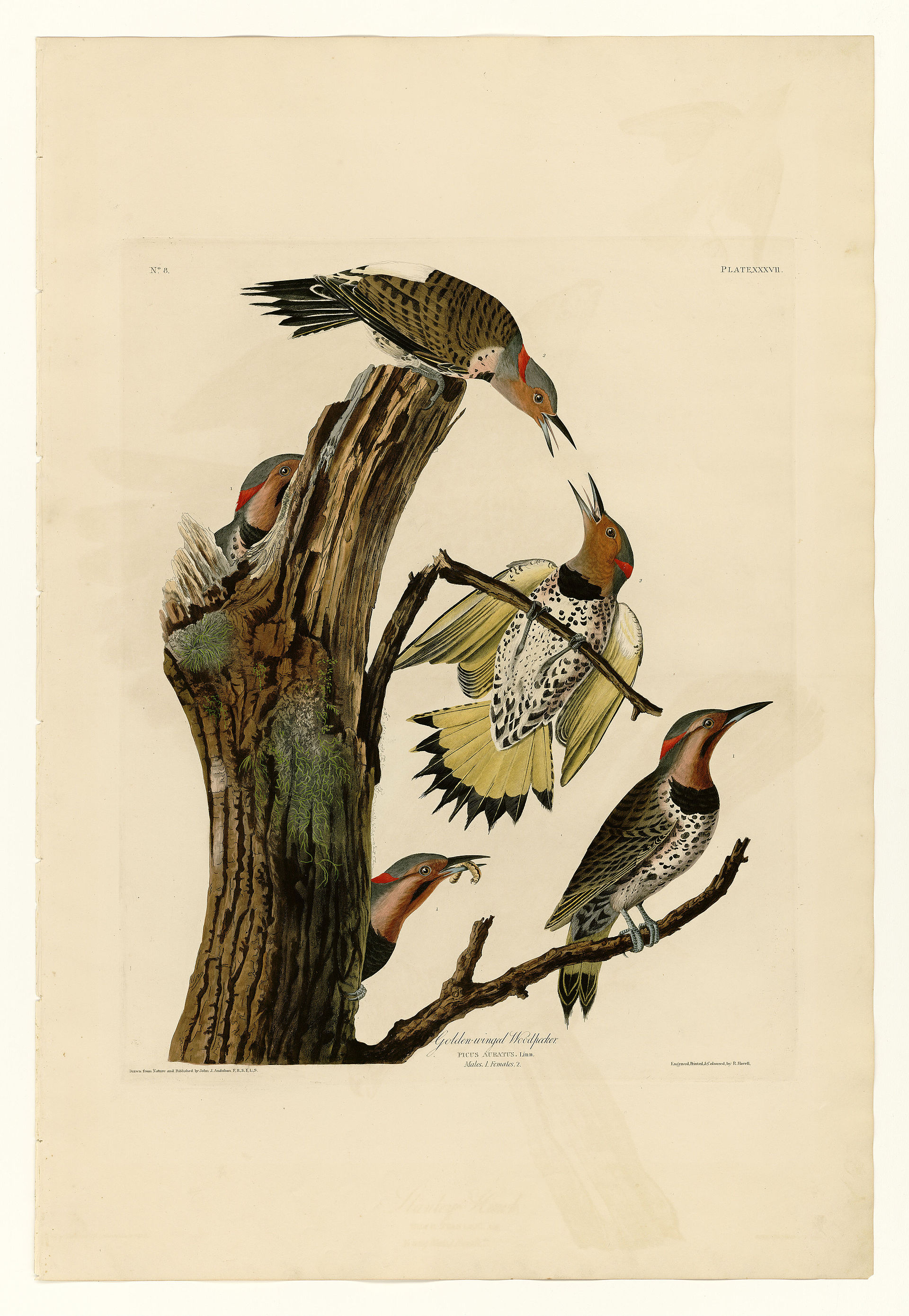 Plate XXXVII. Golden-winged Woodpecker