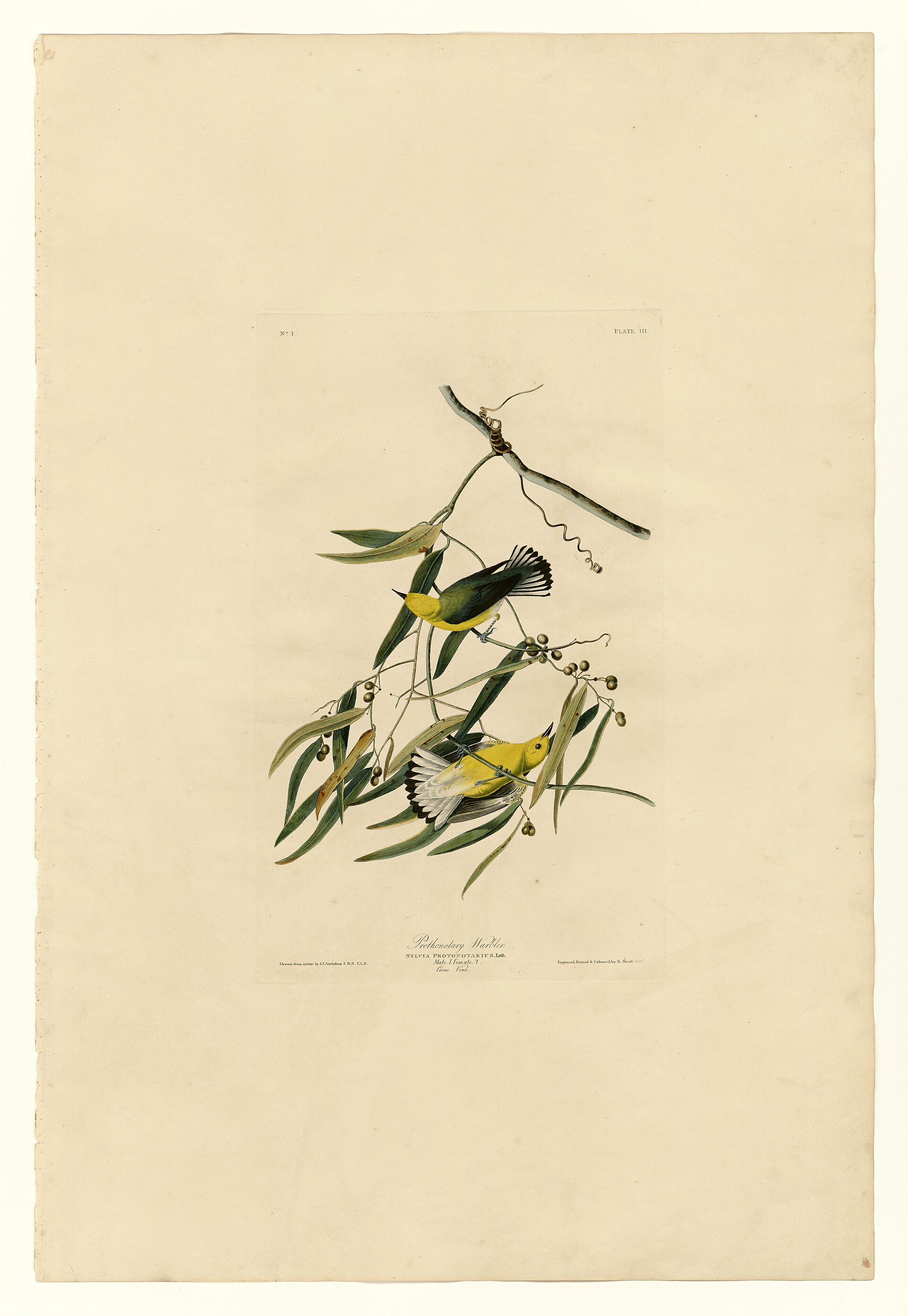 The Prothonotary Warbler