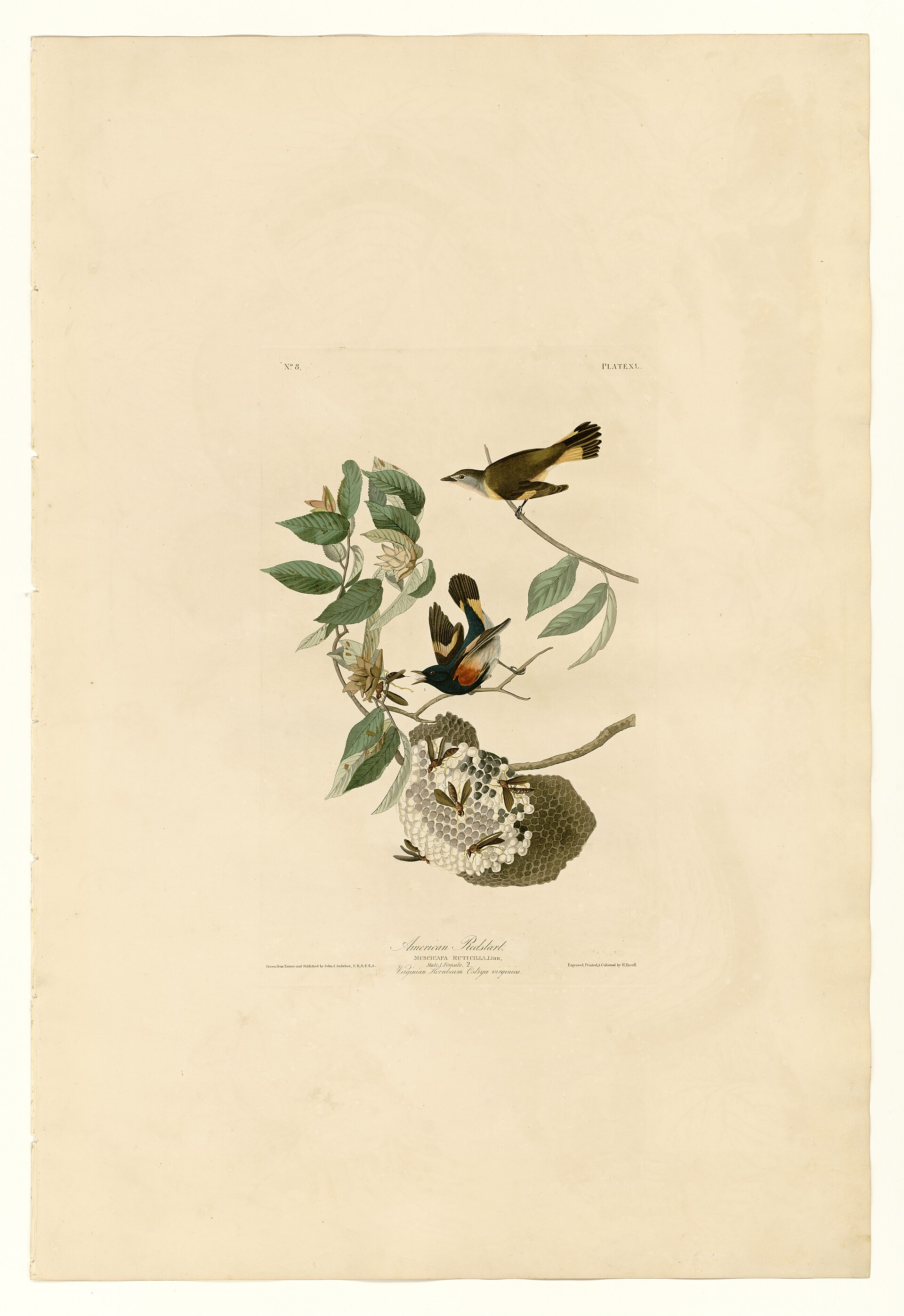 Plate XL. American Redstart