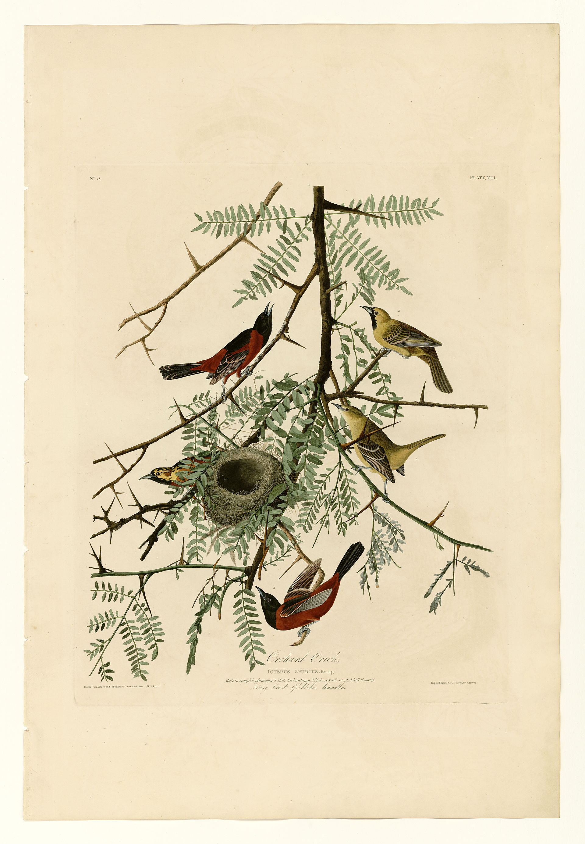 Plate XLII. Orchard Oriole