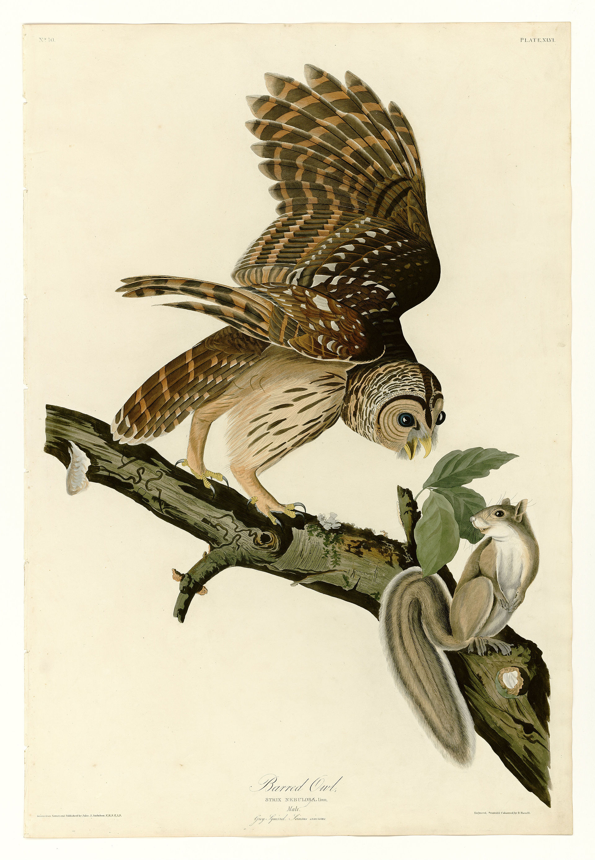 Plate XLVI. Barred Owl