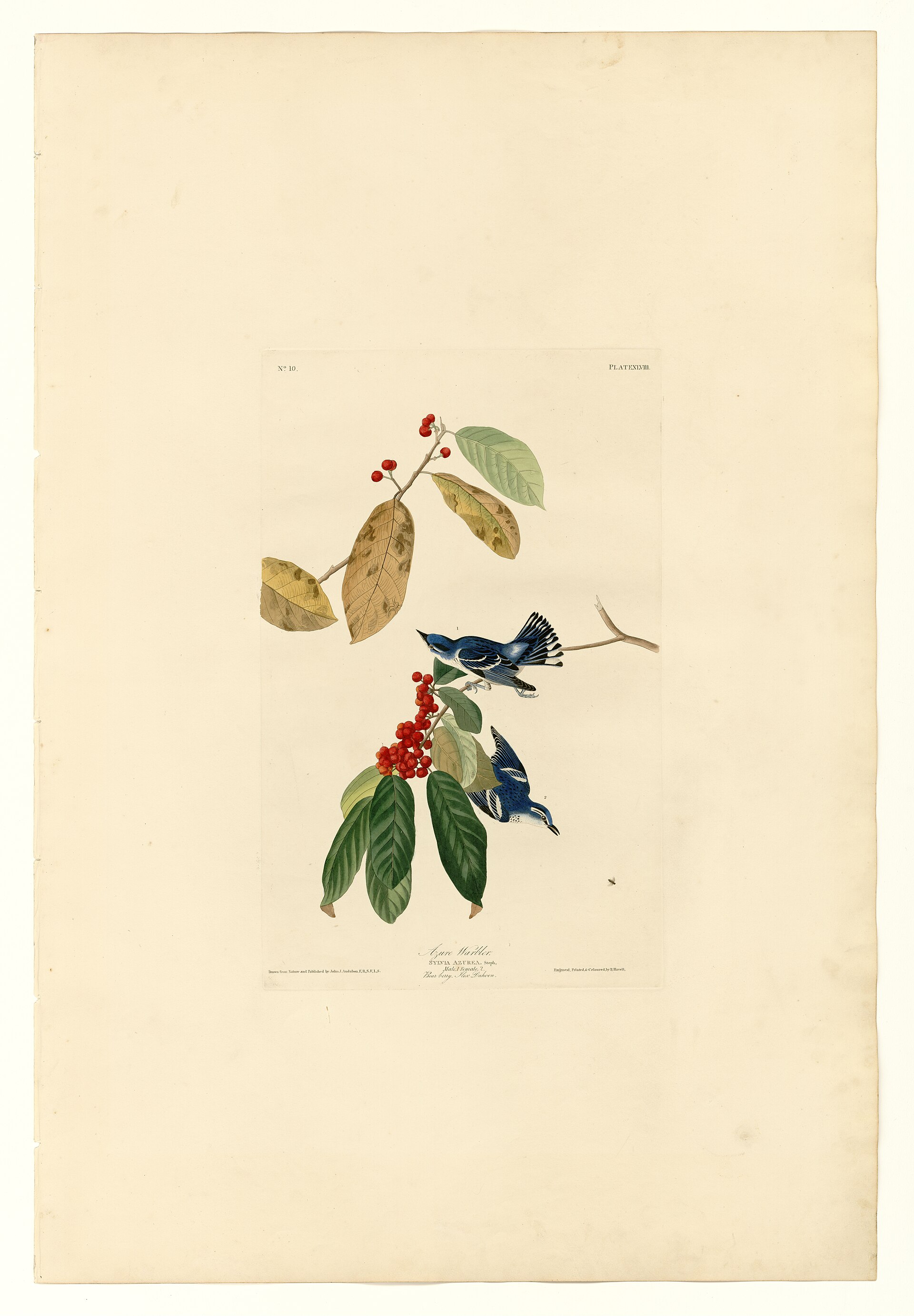 Plate XLVIII. Azure Warbler