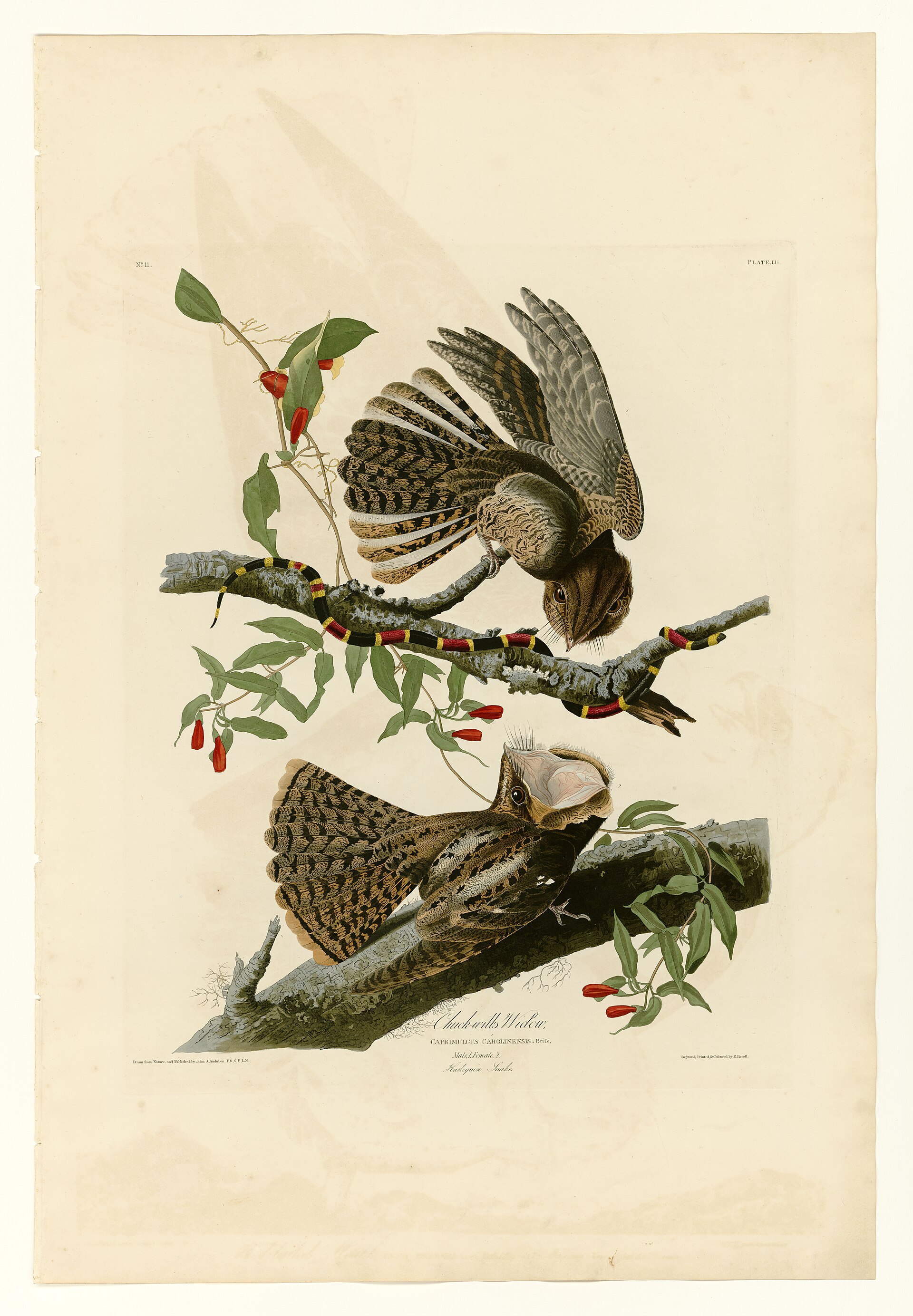 Plate LII. Chuck-will&rsquo;s Widow