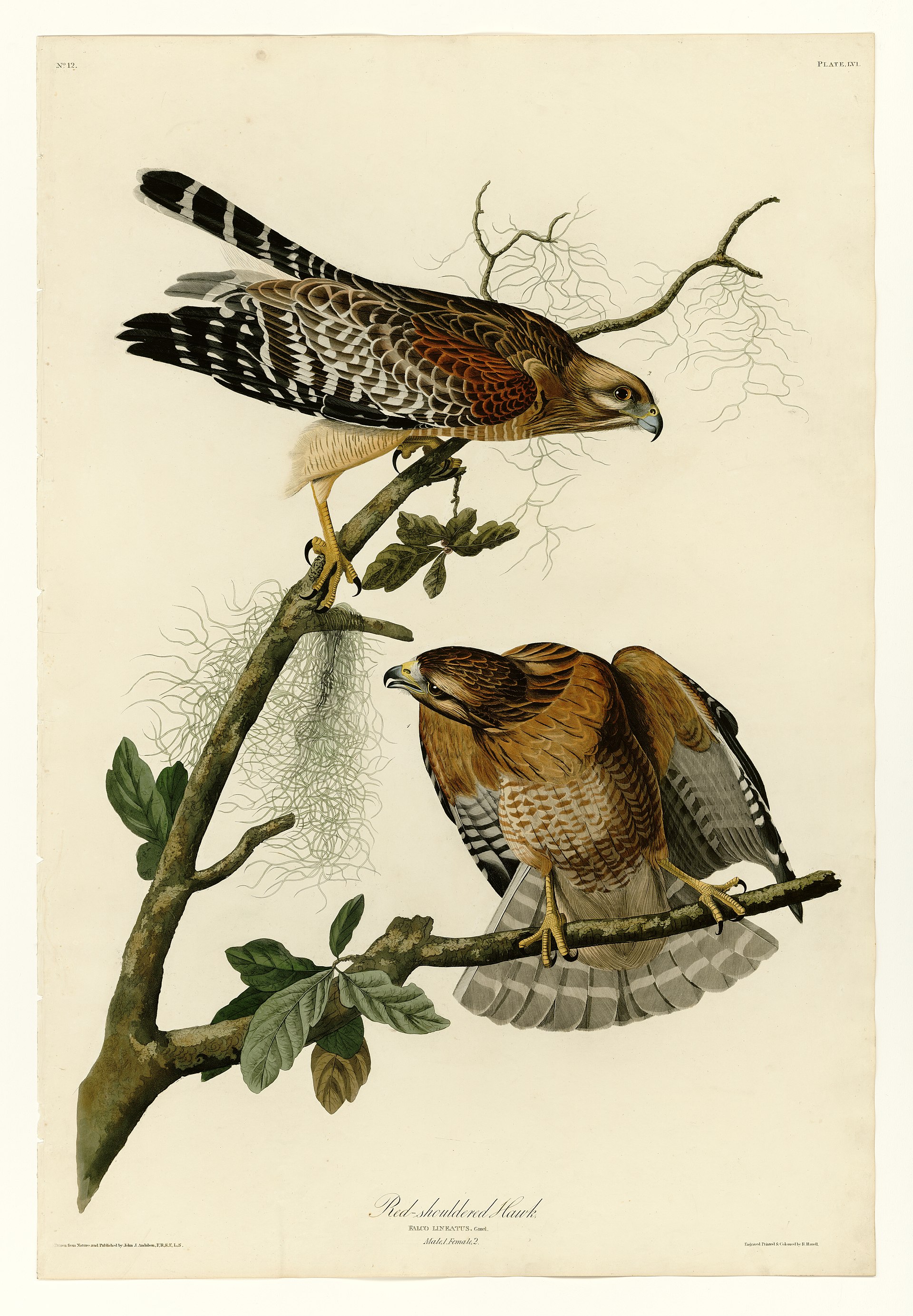 Plate LVI. Red-shouldered Hawk