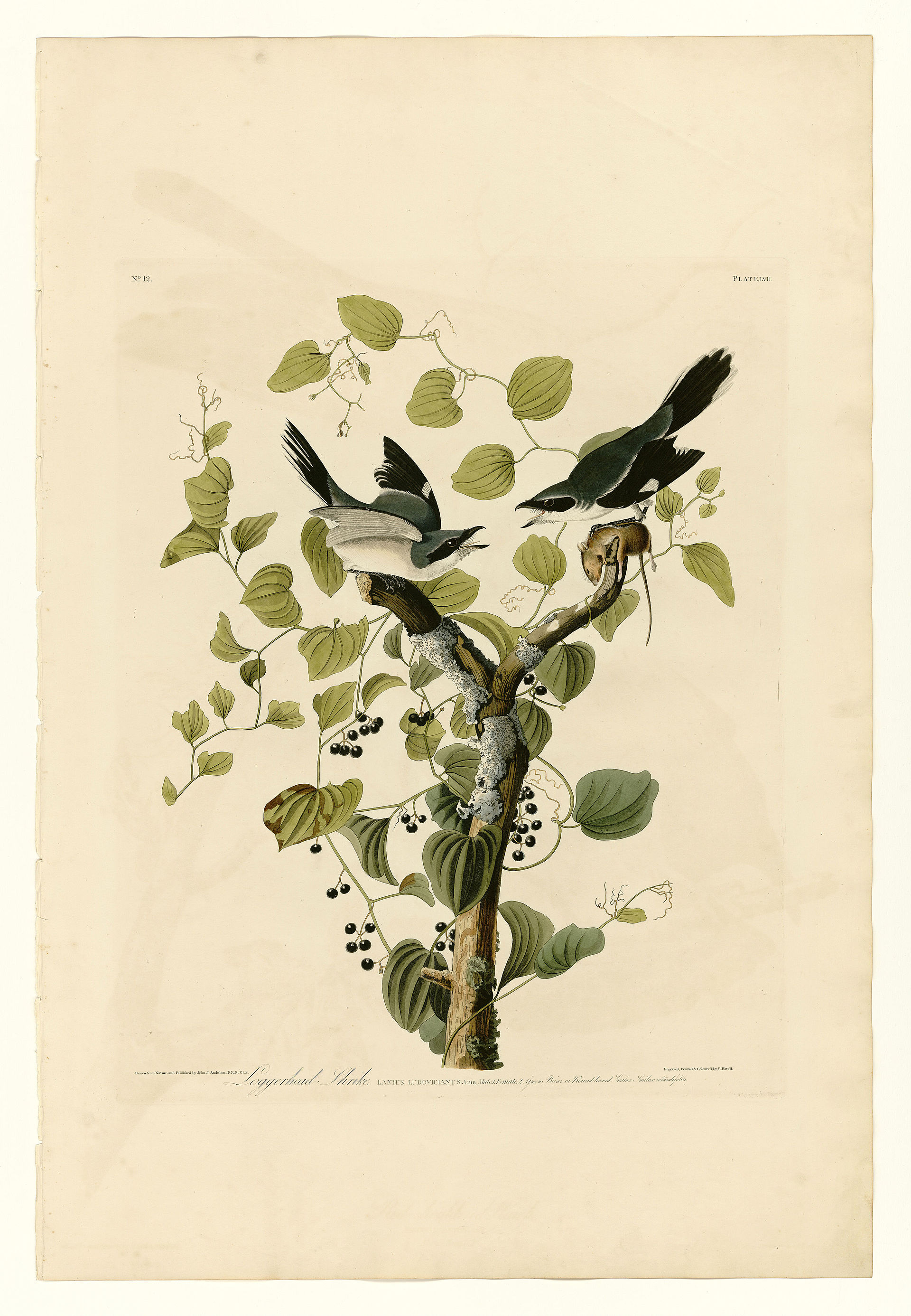 Plate LVII. Loggerhead Shrike