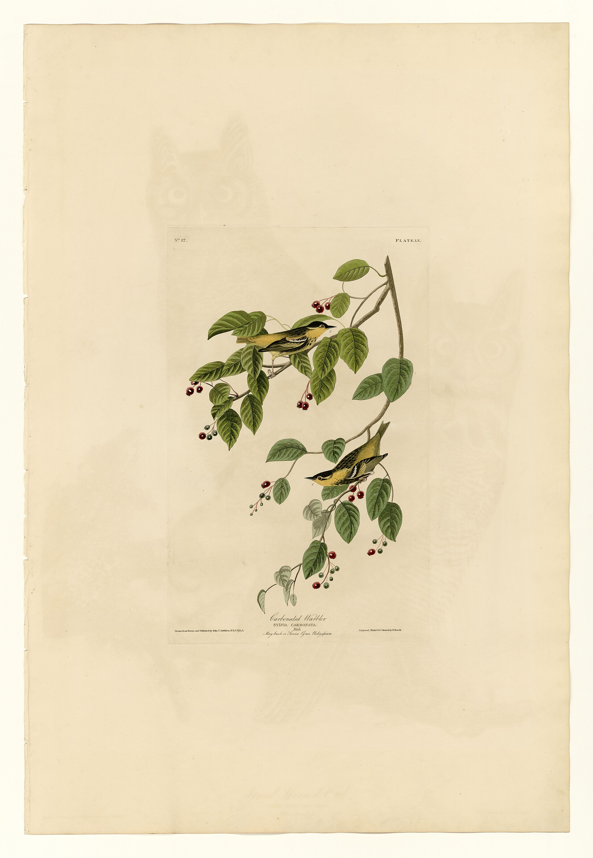 Plate LX. Carbonated Warbler
