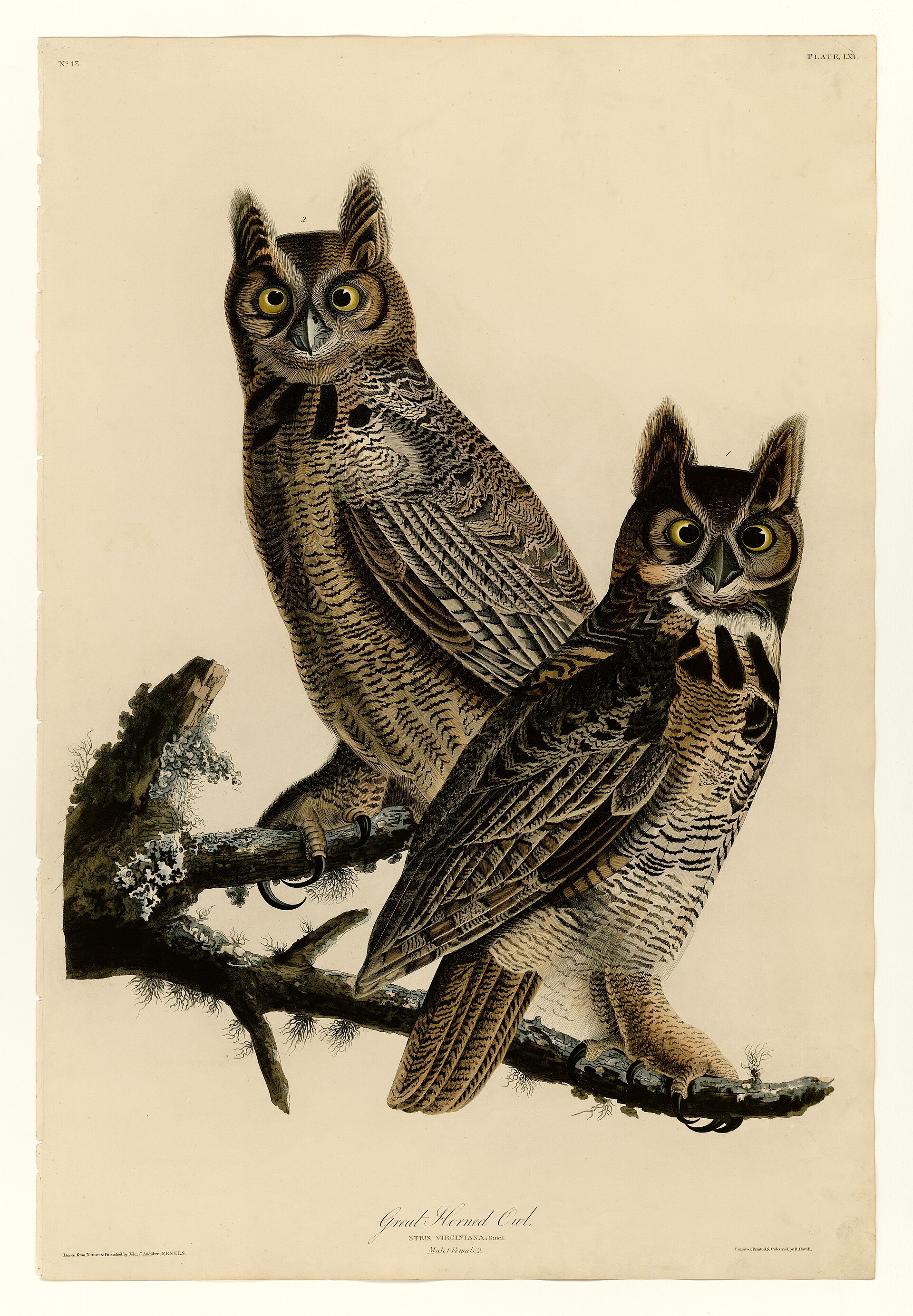 Plate LXI. Great Horned Owl