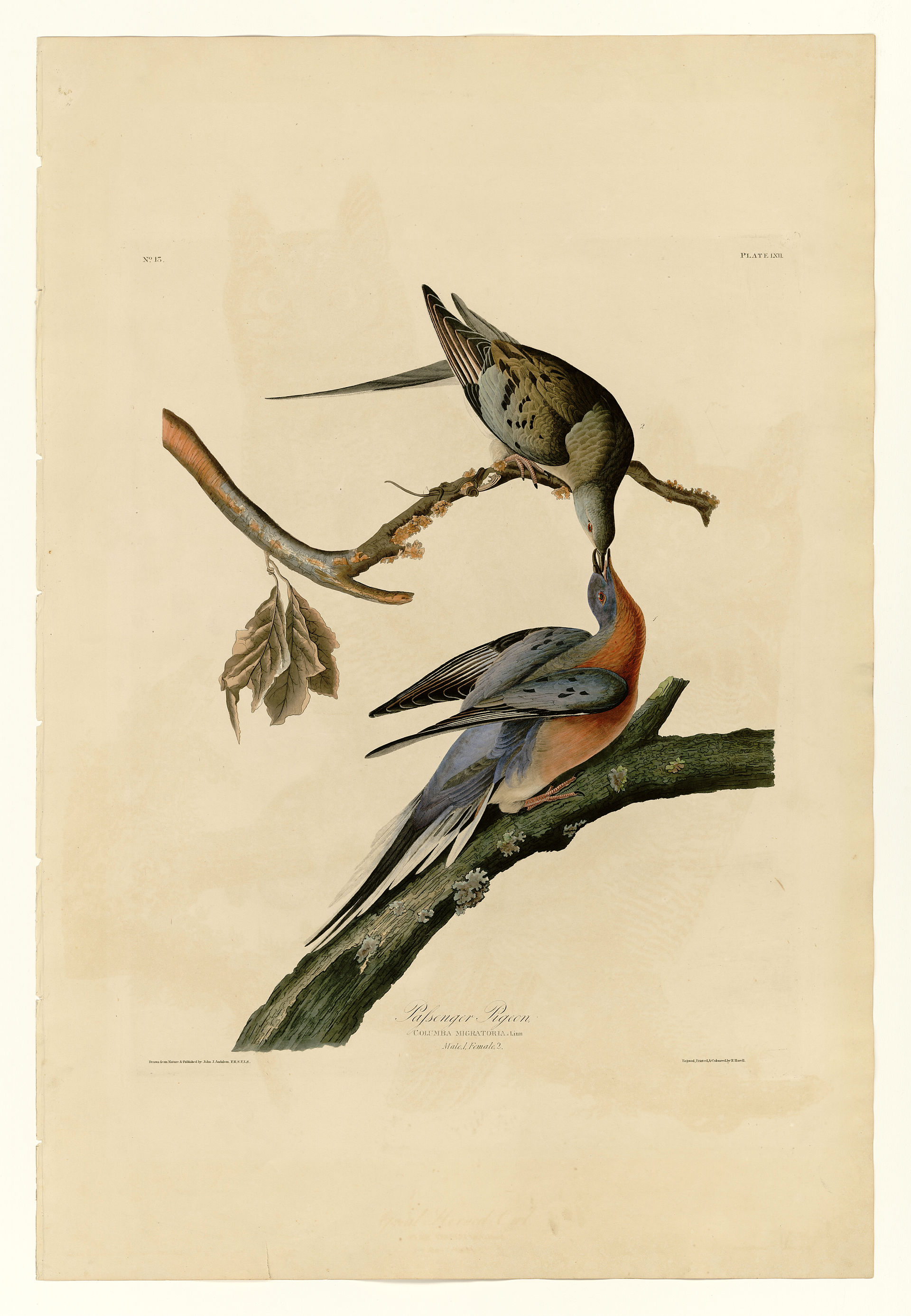 Plate LXII. Passenger Pigeon