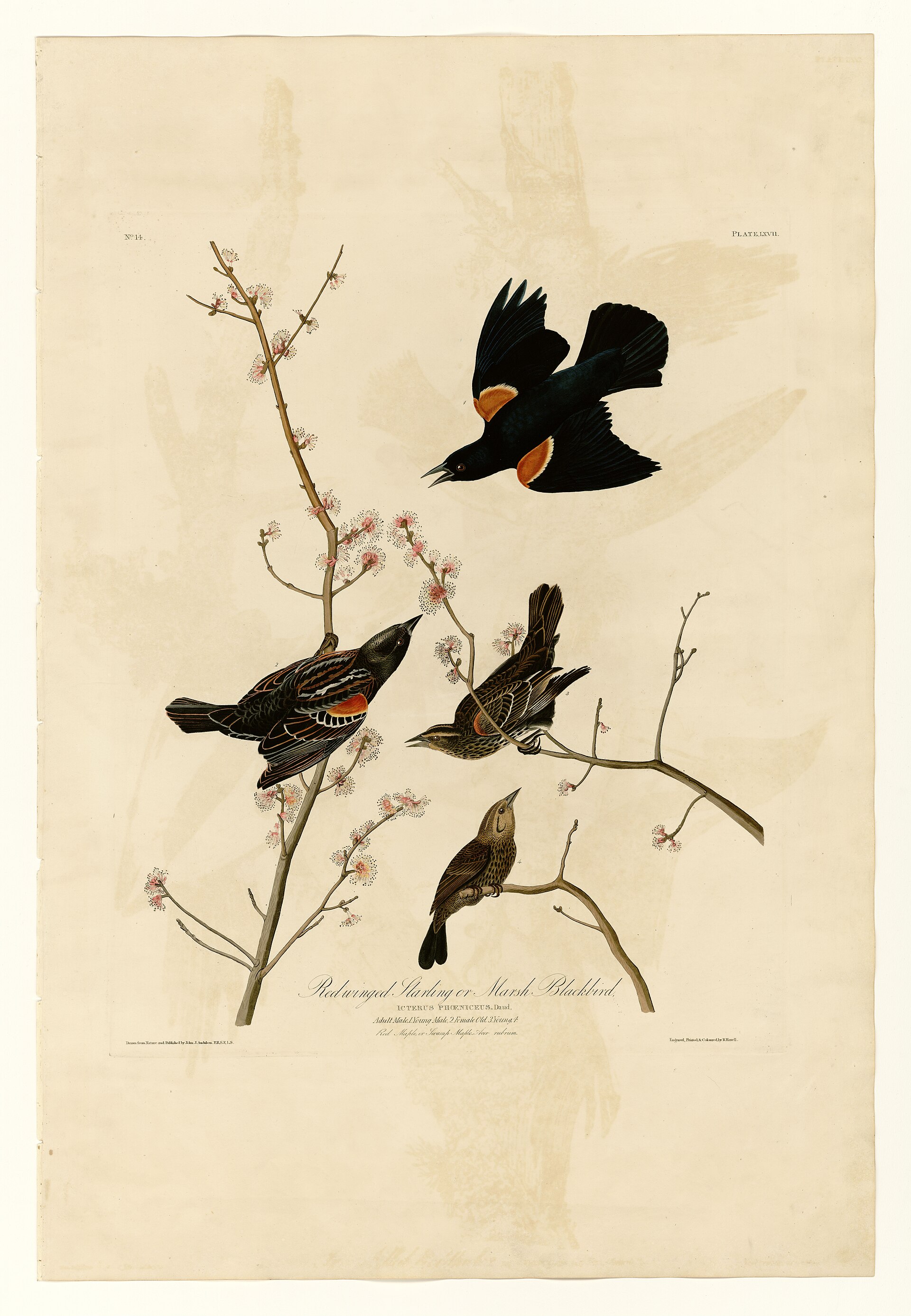 Plate LXVII. Red-winged Starling / Marsh Blackbird
