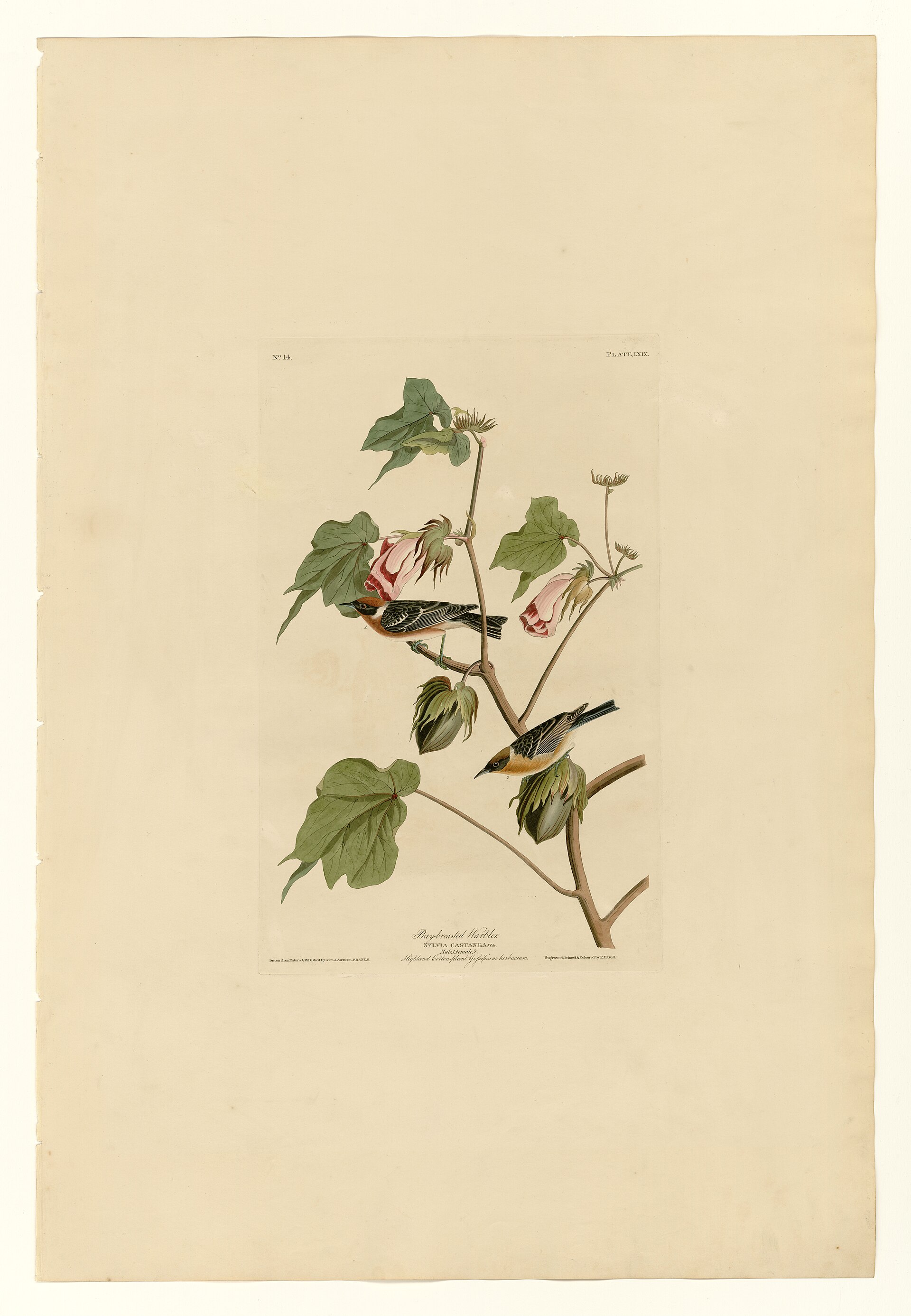 Plate LXIX. Bay-breasted Warbler