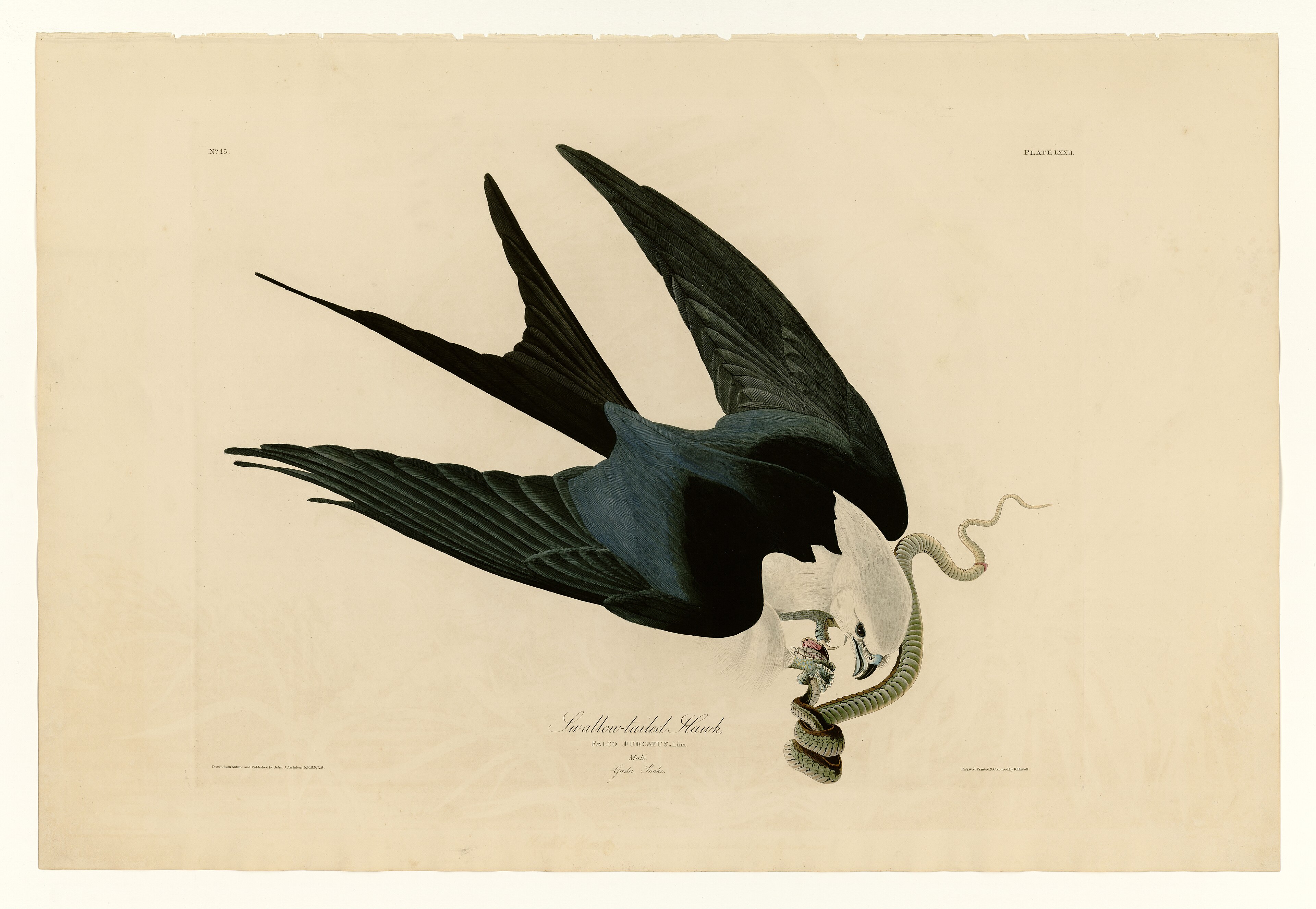 Plate LXXII. Swallow-tailed Hawk