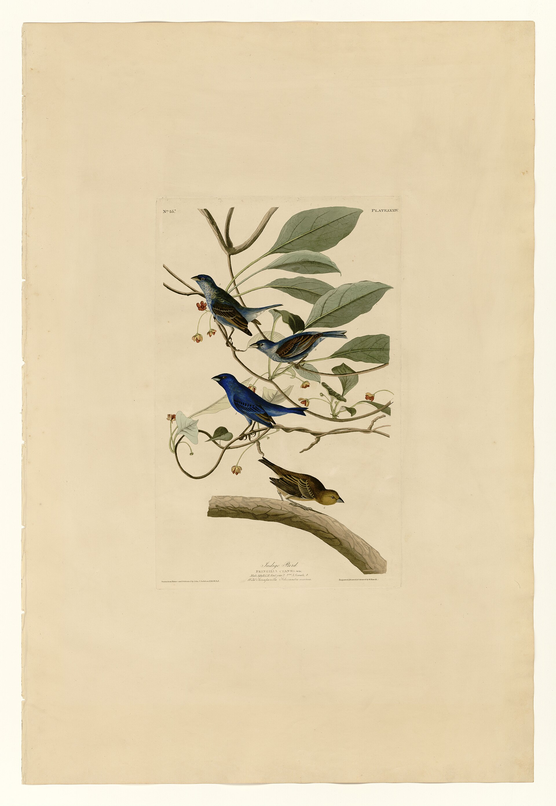 Plate LXXIV. Indigo Bird