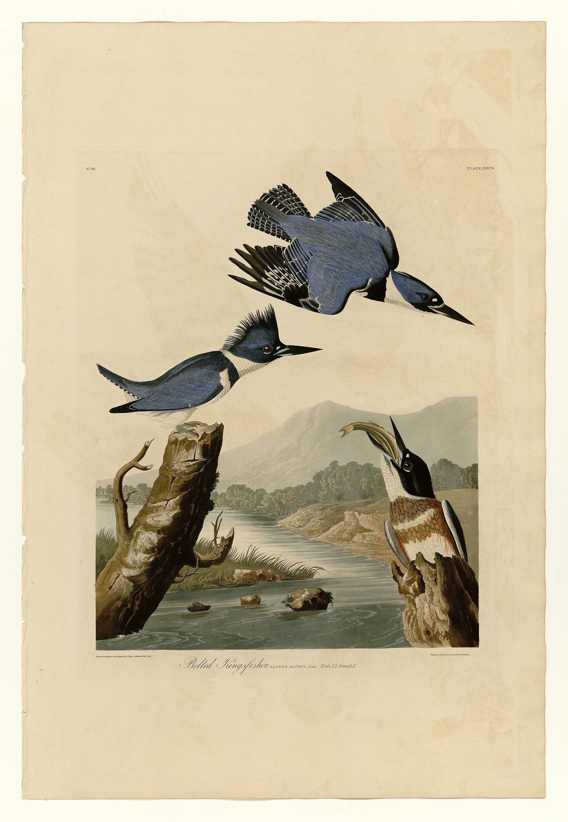 Plate LXXVII. Belted Kingfisher