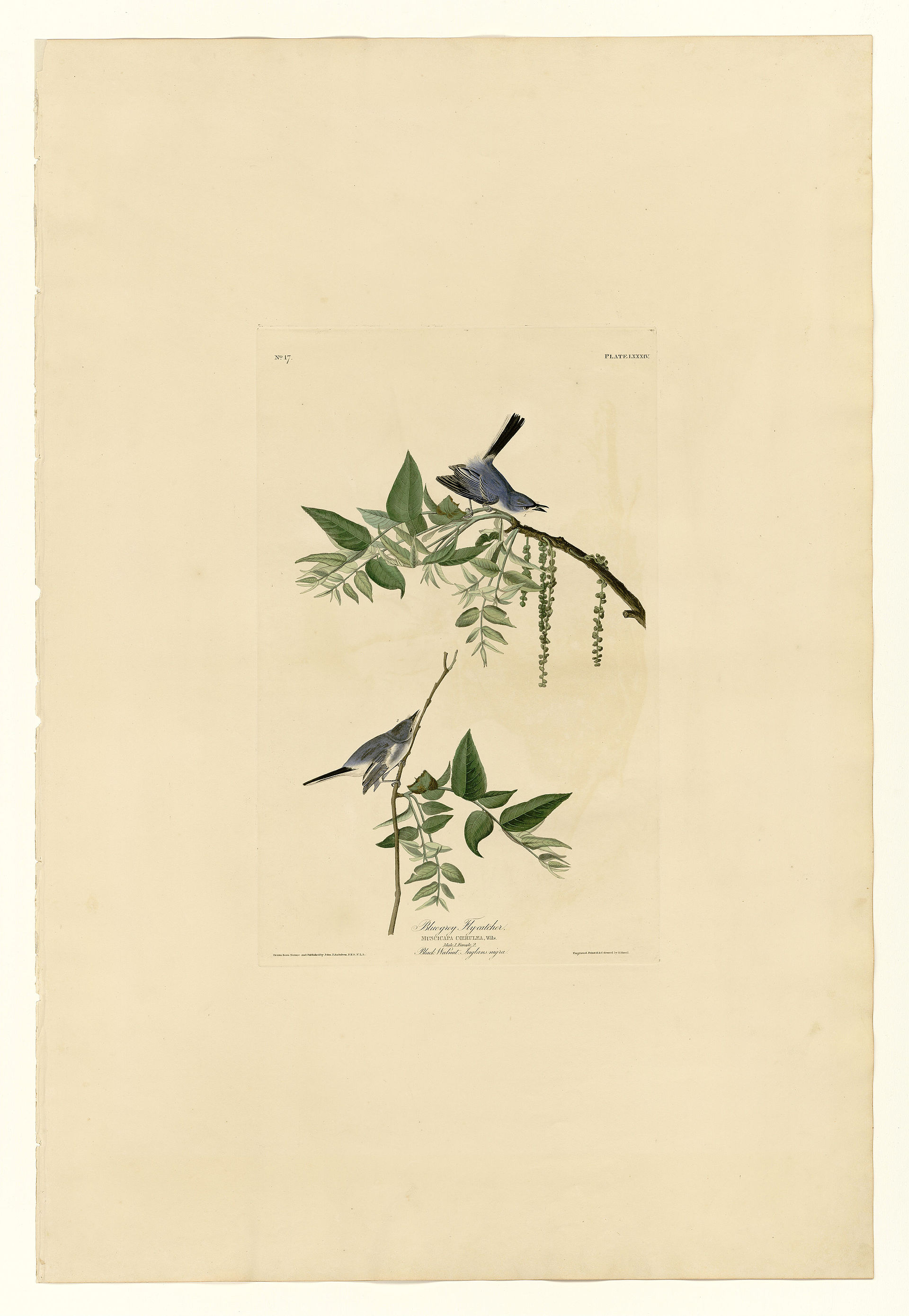Plate LXXXIV. Blue-grey Fly-catcher