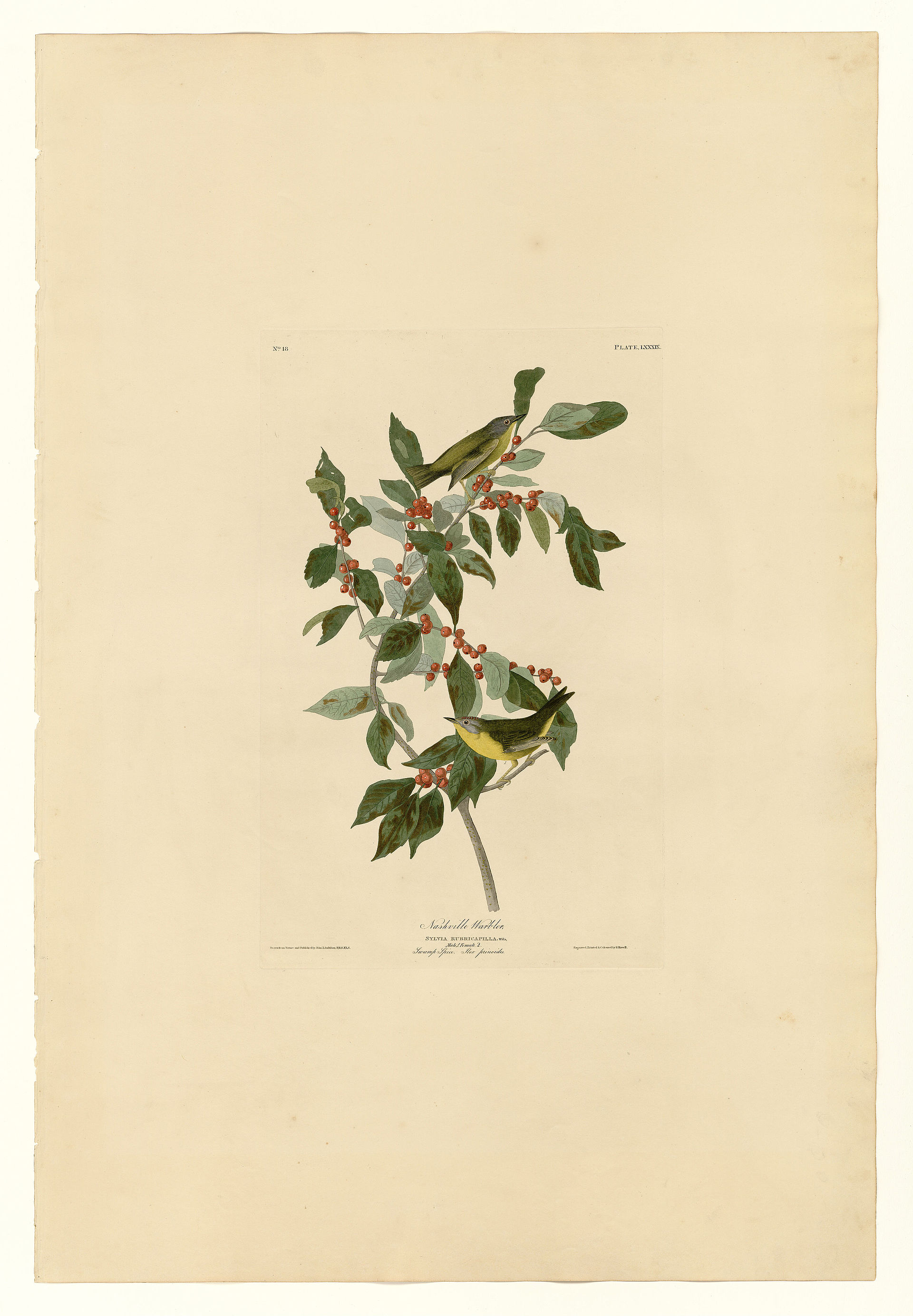 Plate LXXXIX. Nashville Warbler