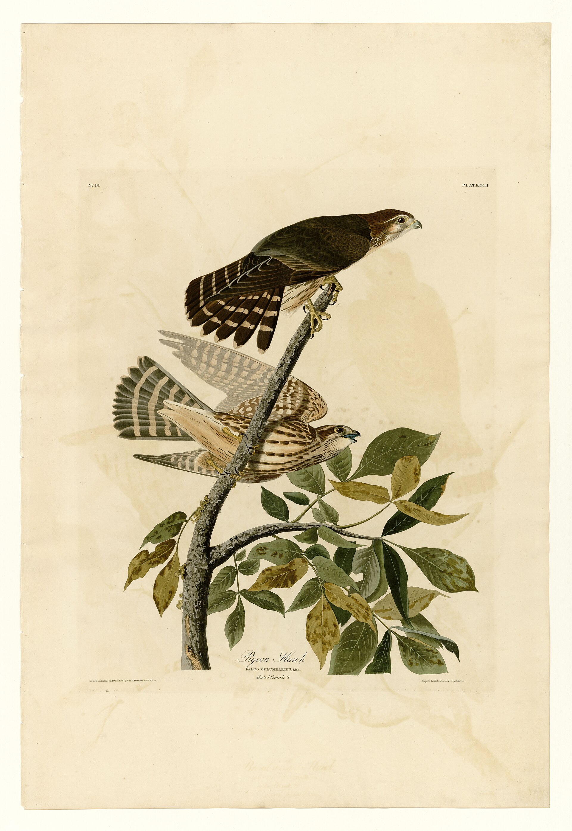 Plate XCII. Pigeon Hawk