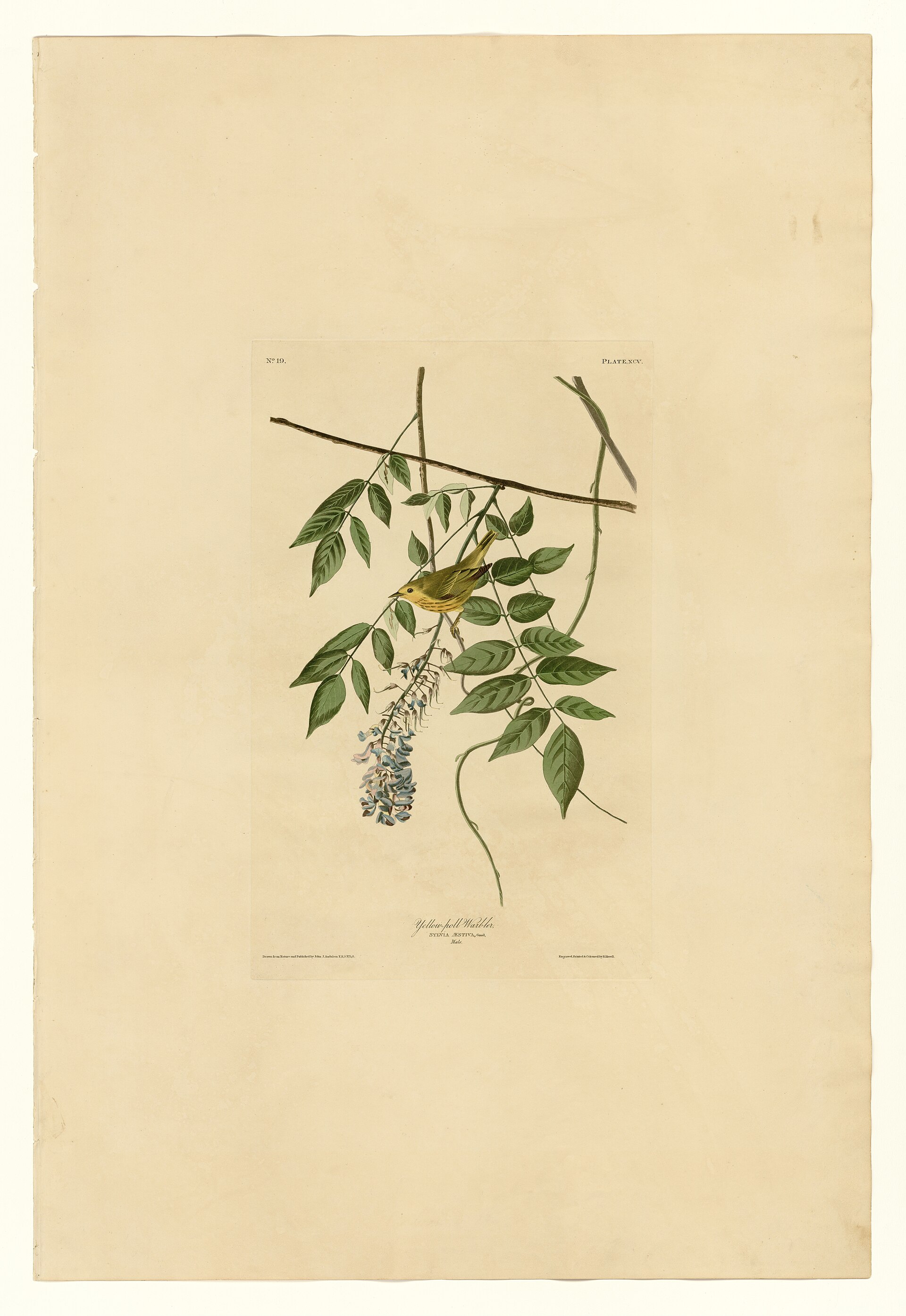 Plate XCV. Yellow-poll Warbler