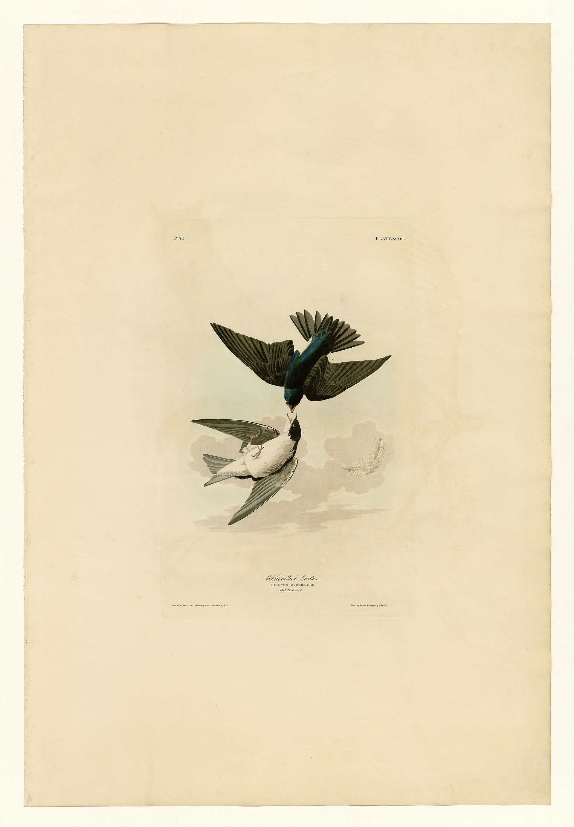 Plate XCVIII. White-bellied Swallow